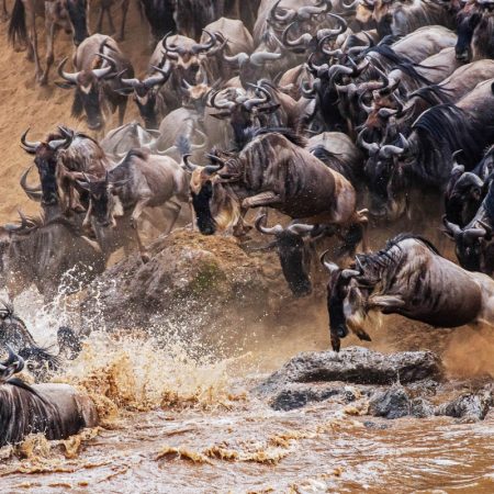 TWD-Safari-00