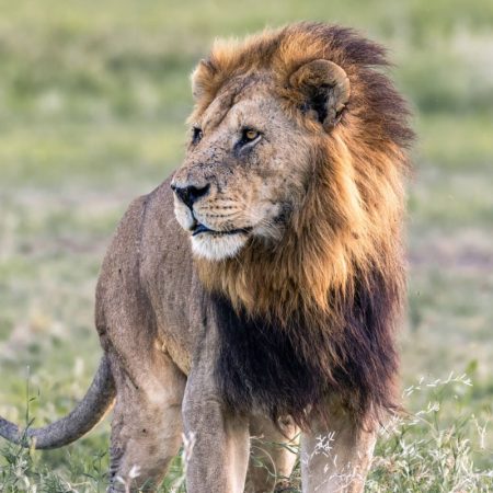 TWD-Safari-004