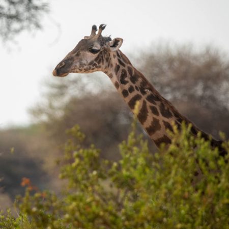 TWD-Safari-01
